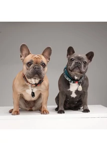 Tickless PET ultrahangos kullancsriasztó háziállatoknak Beige